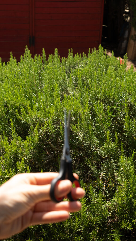 Cutting Rosemary