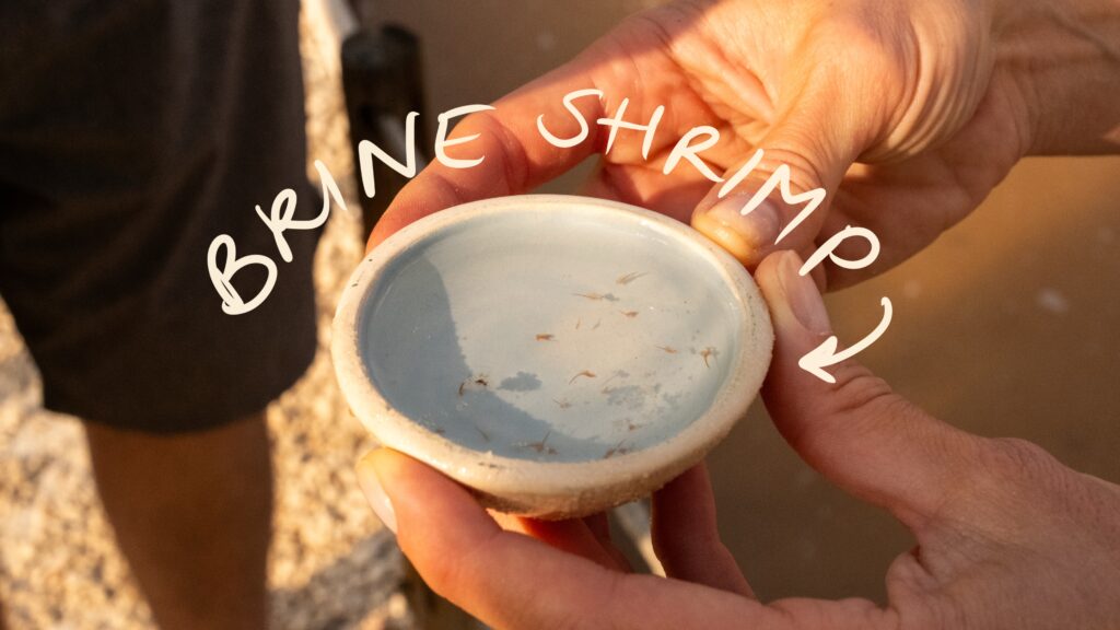 Brine Shrimp