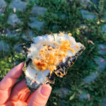 Red Onion Mignonette for Oysters